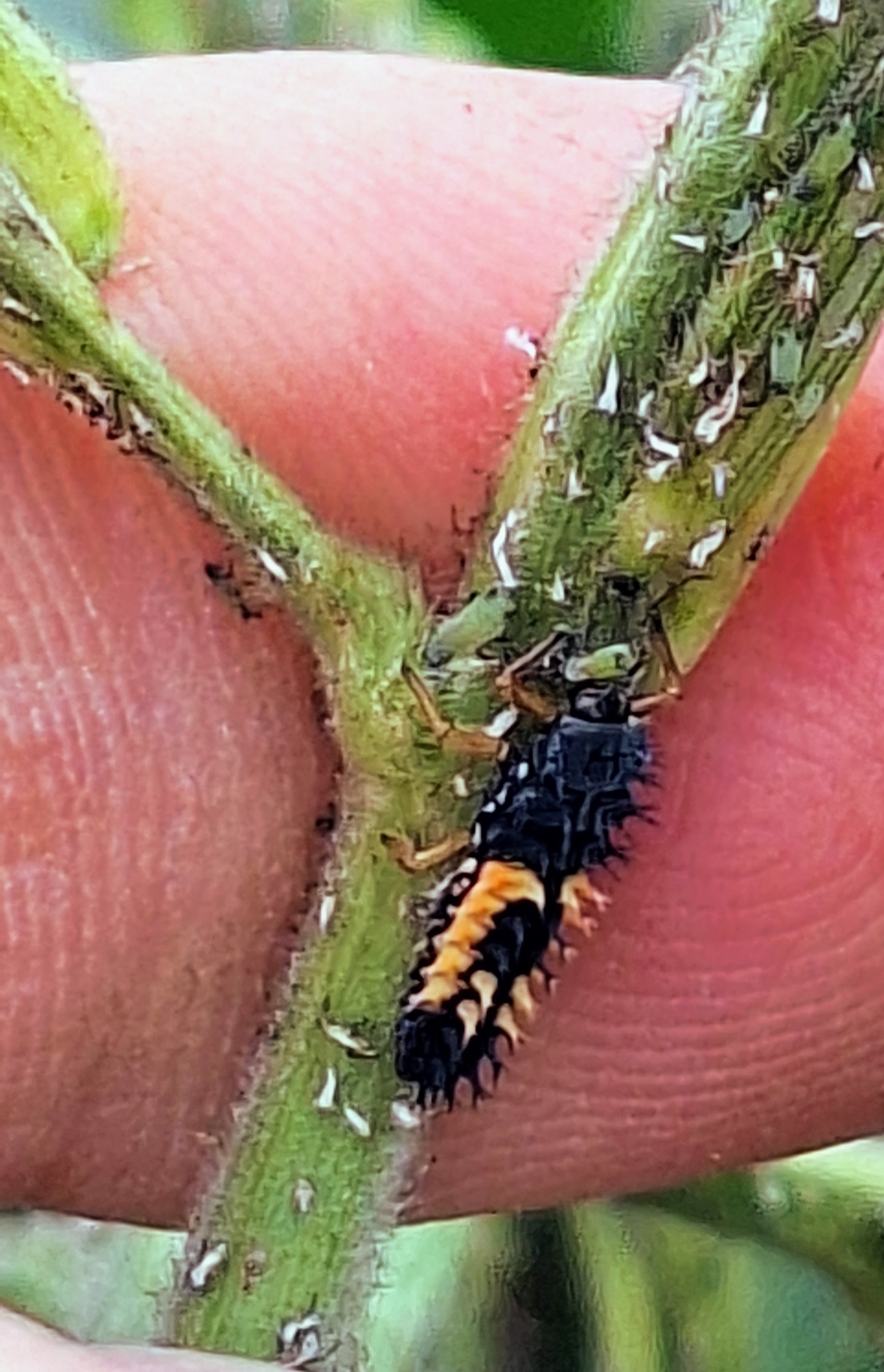 A ladybug larva eating corn leaf aphids off a stem.